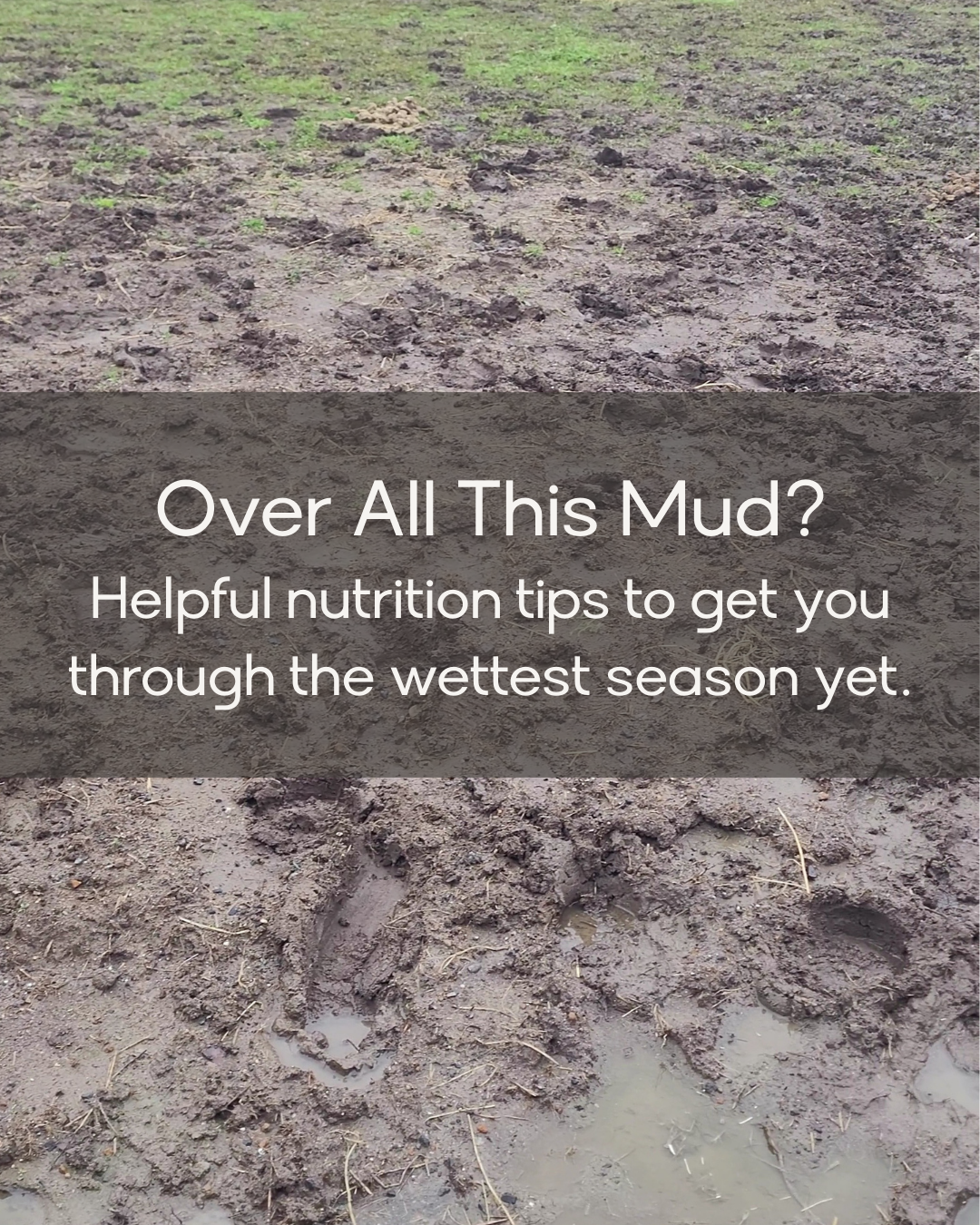 Feeding Horses Through the Mud: Nutrition Strategies for Wet, Cold Weather