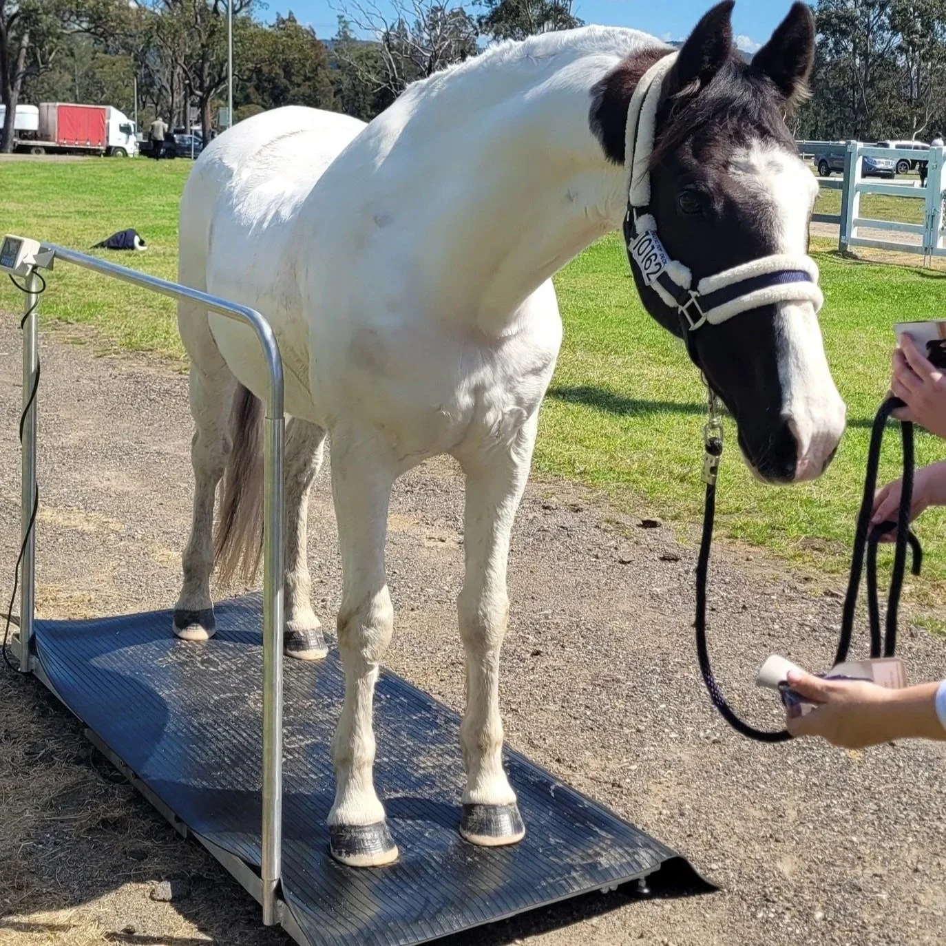 A brown horse standing on a platform with a temperature monitoring device attached to its side. A person is holding the horse's halter, and the outdoor setting includes a building with solar panels, trees, and a grassy area.