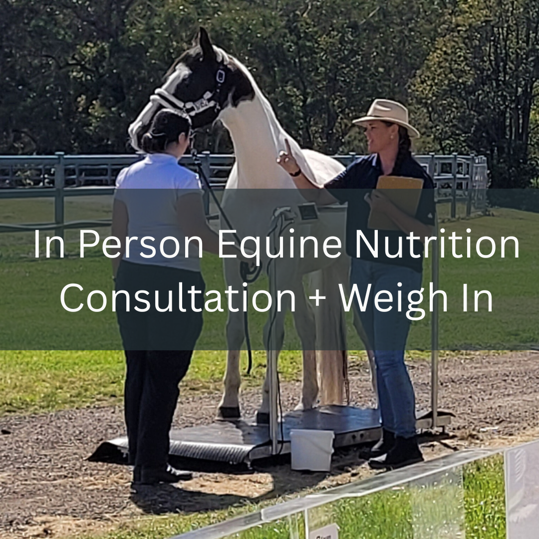 In Person Equine Nutrition Consultation + Weigh In