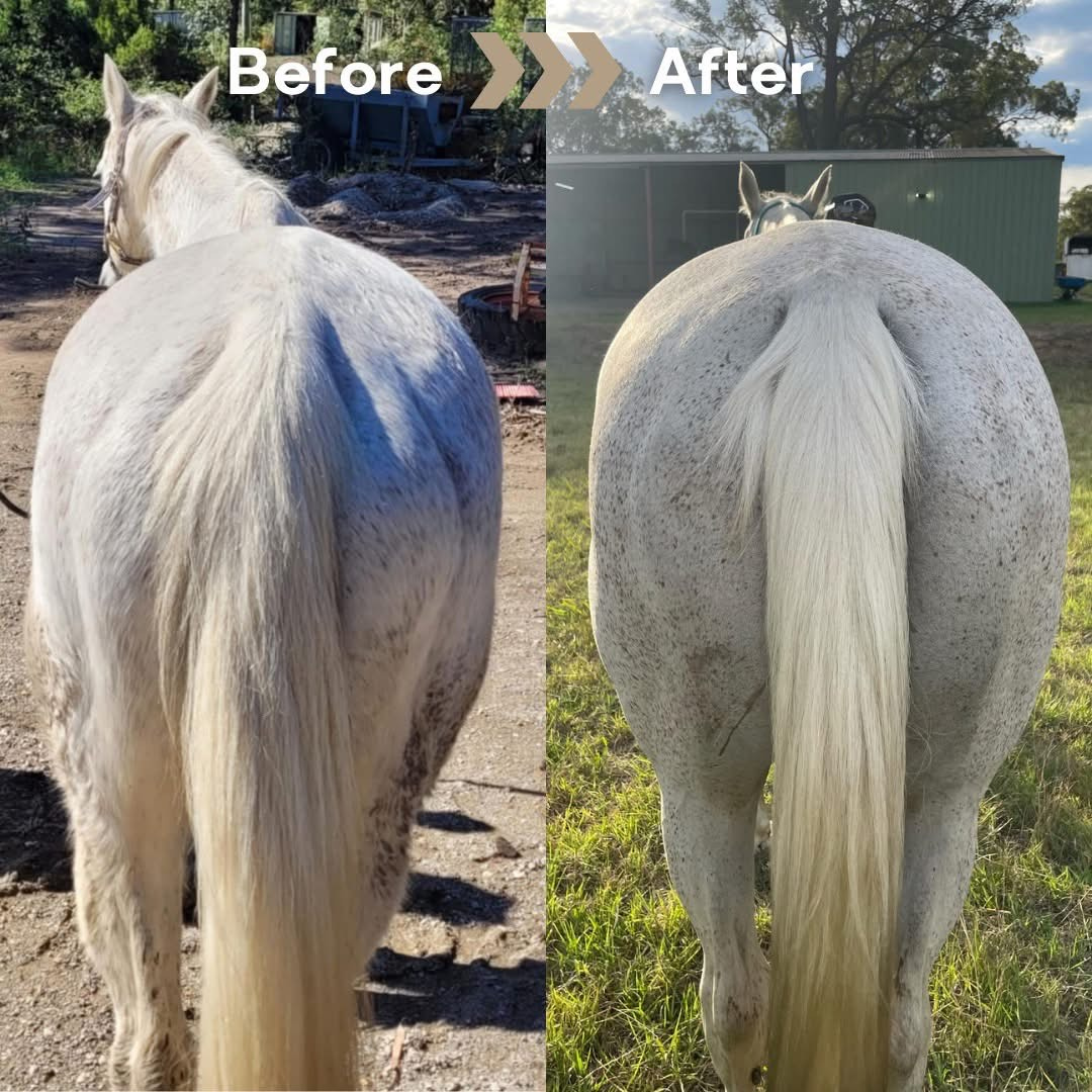 Equine Diet Review (2).png