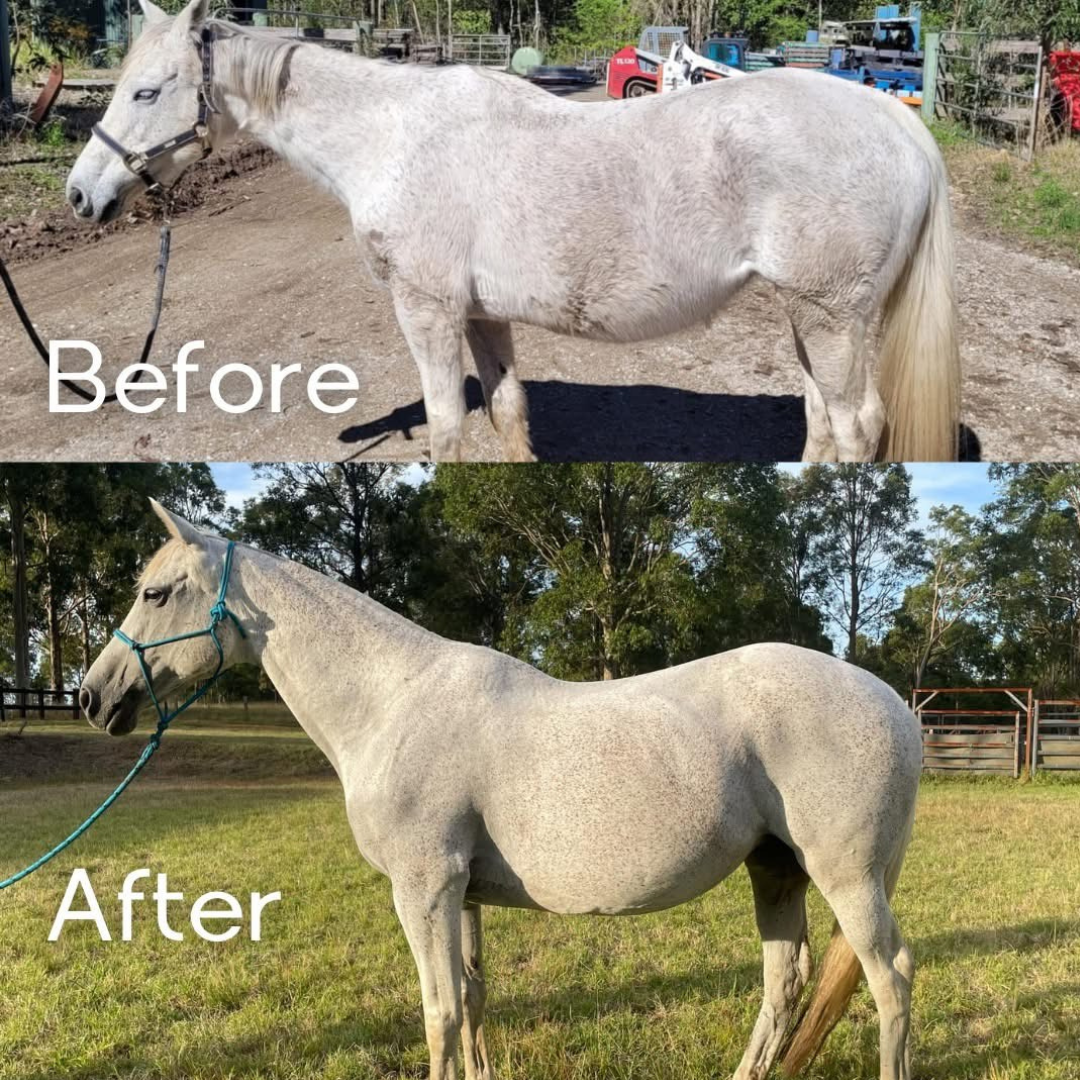 Equine Diet Review (1).png