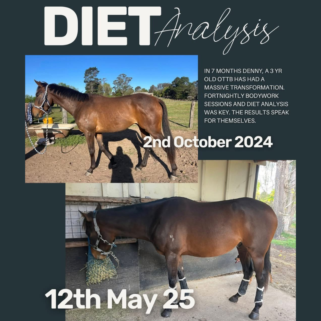 Two photos of a brown horse, showing its transformation over time. The top photo is labeled '2nd October 2024' and the bottom photo is labeled '12th May 25'. The text mentions a three-year-old OTTB named Denny who experienced a significant transforma