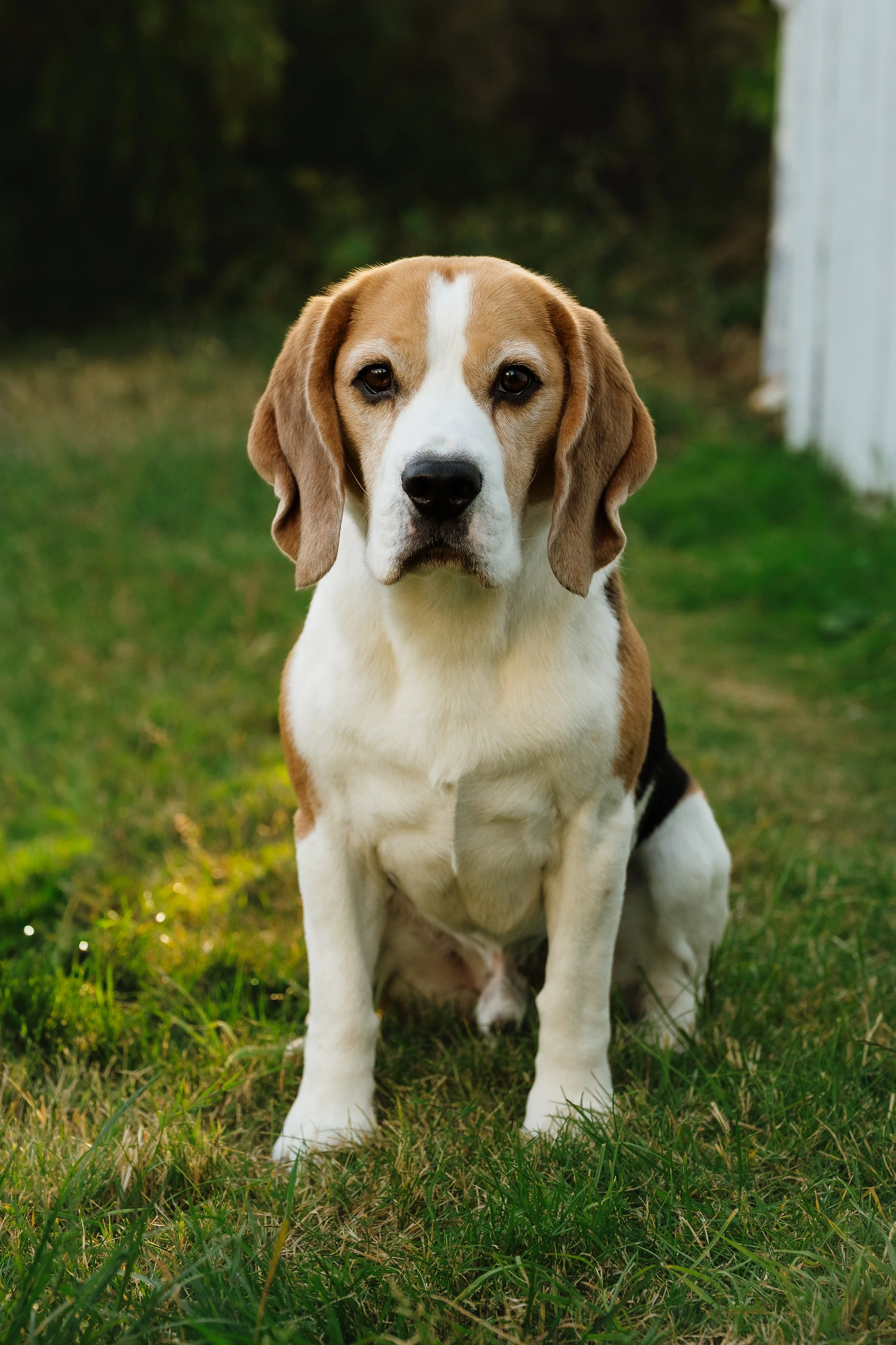 A Beagle puppy sitting on grass in a yard with a white fence visible in the background.