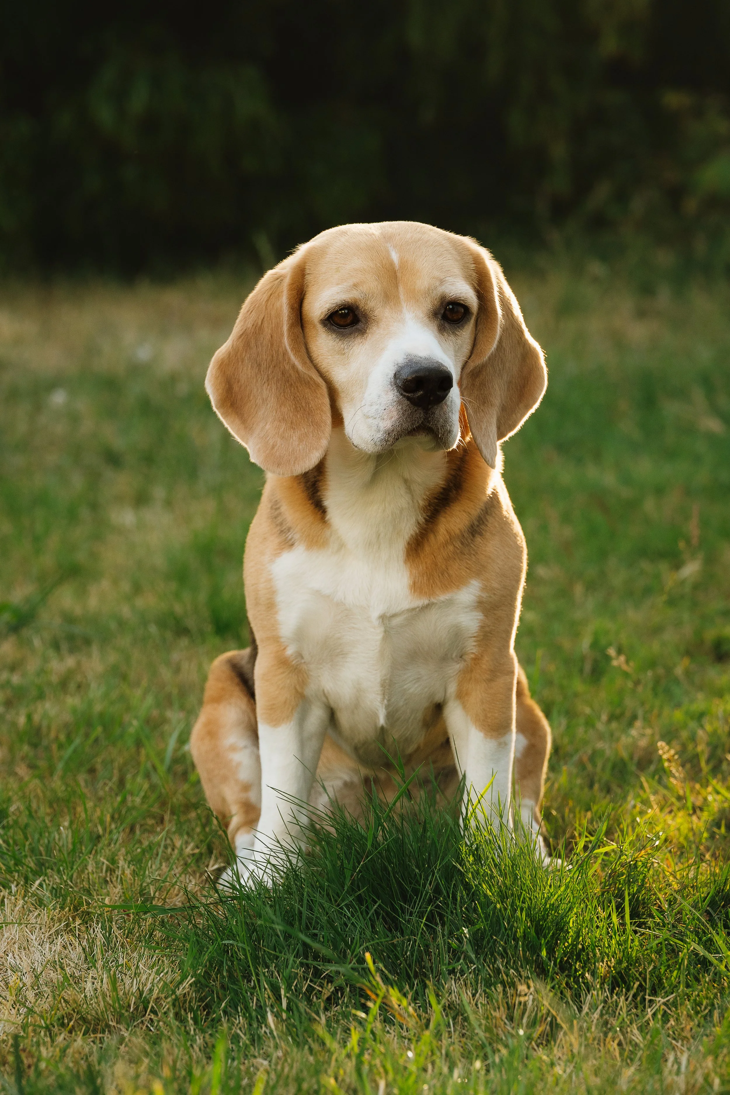 A beagle dog sitting on grass in a park with green foliage in the background.