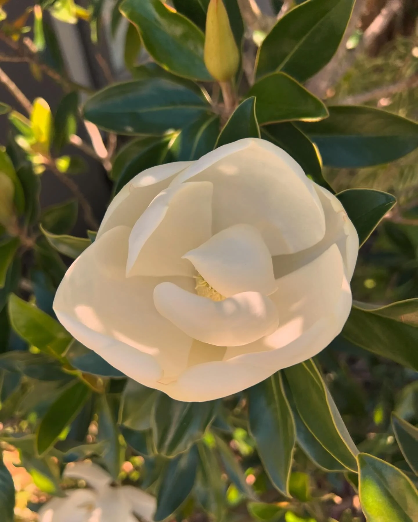 Mindful Monday&hellip;..

Isn&rsquo;t it amazing when you set the right growing conditions, beautiful things bloom?

Isn&rsquo;t it amazing that this happens entirely by itself - once the conditions are right? 

Let&rsquo;s take a mindful look at tho