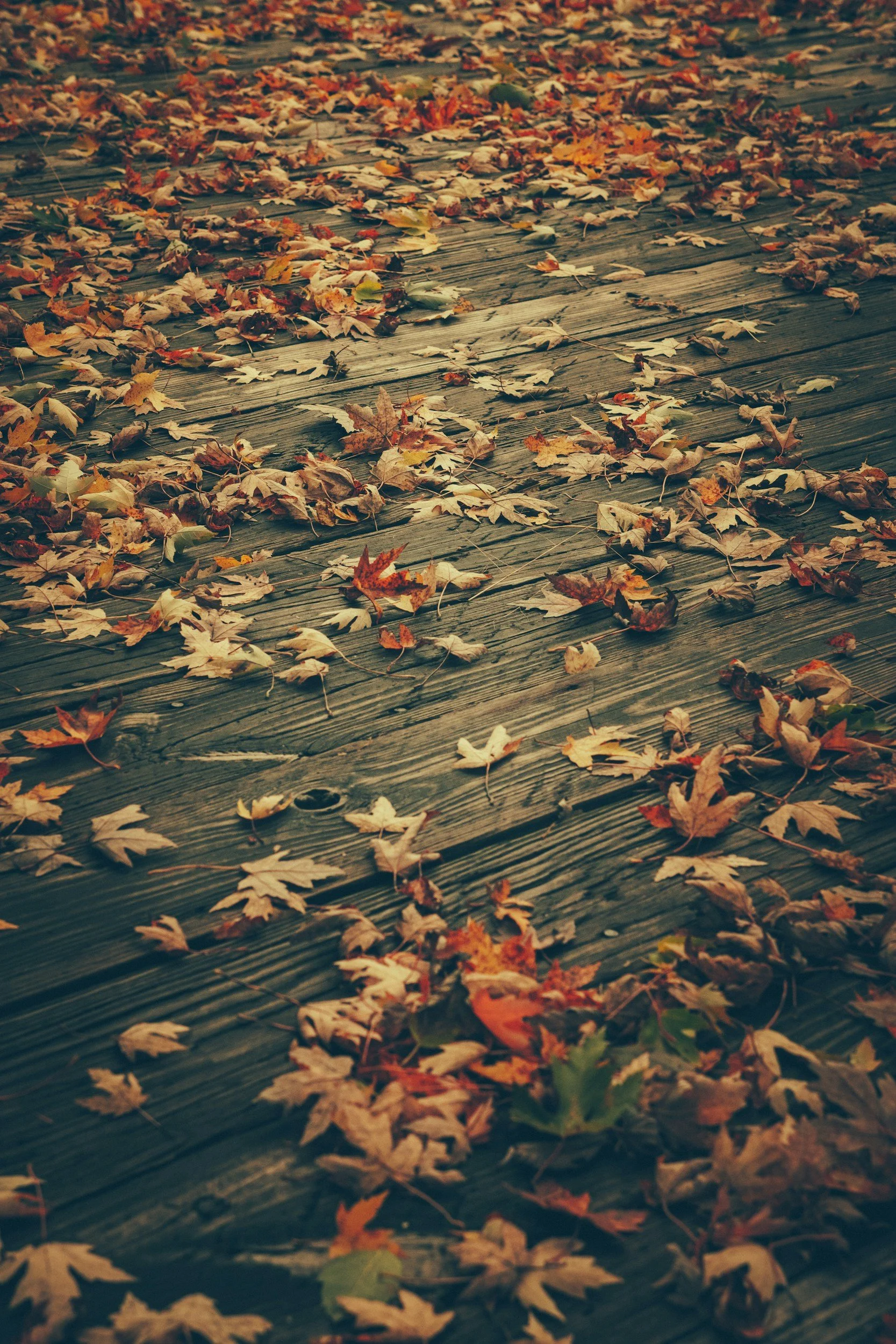 Seasonal Mental Health: Understanding the Emotional Shifts of Fall &amp; Winter in Fairfax, Tysons, and Northern Virginia