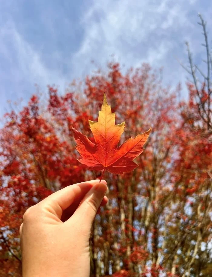 Where to see the best autumn leaves in Victoria 