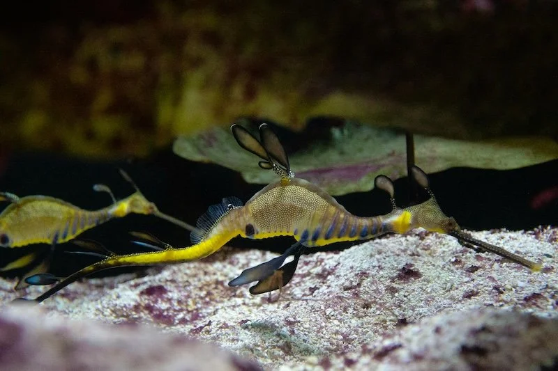 Best snorkelling near Melbourne