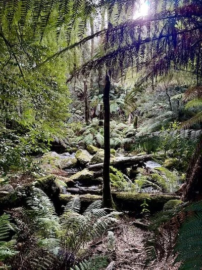 Ferny glade and sunslight streaming through the trees