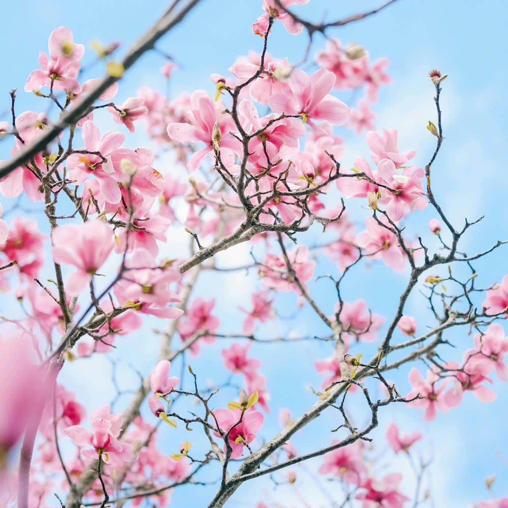 blog-cherryblossom.jpg