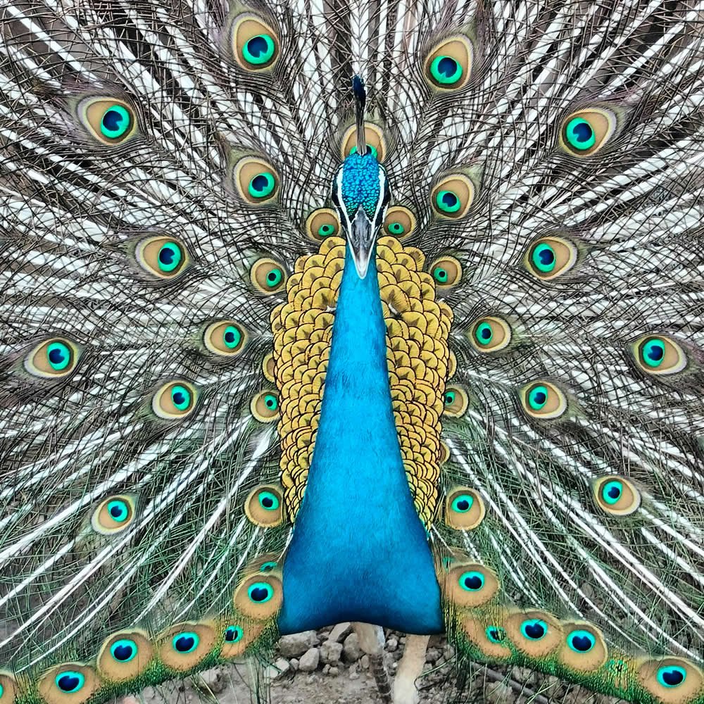 blog-peacock.jpg