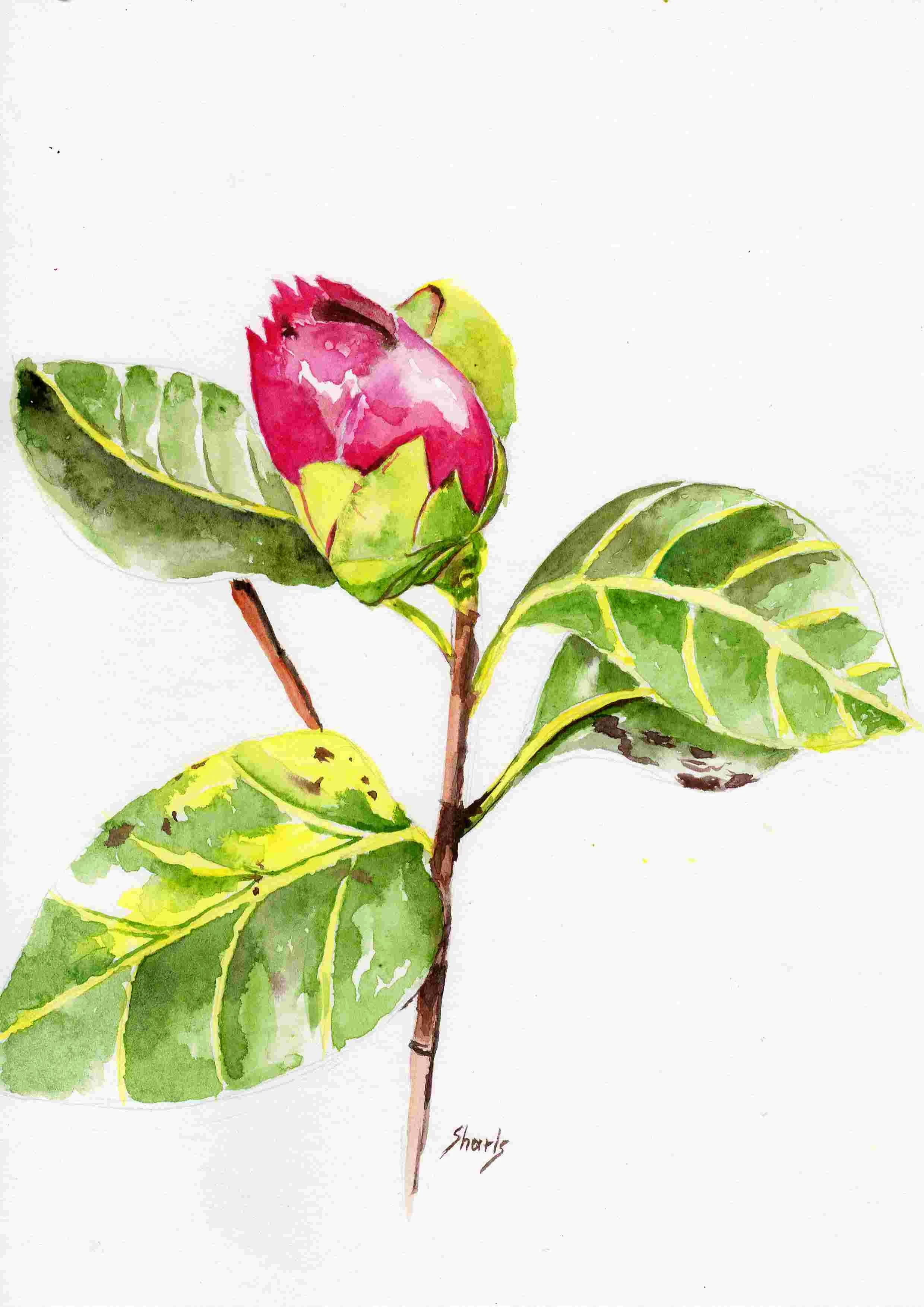 'Rosebud', Watercolours on paper, 21 x 29.7cm
