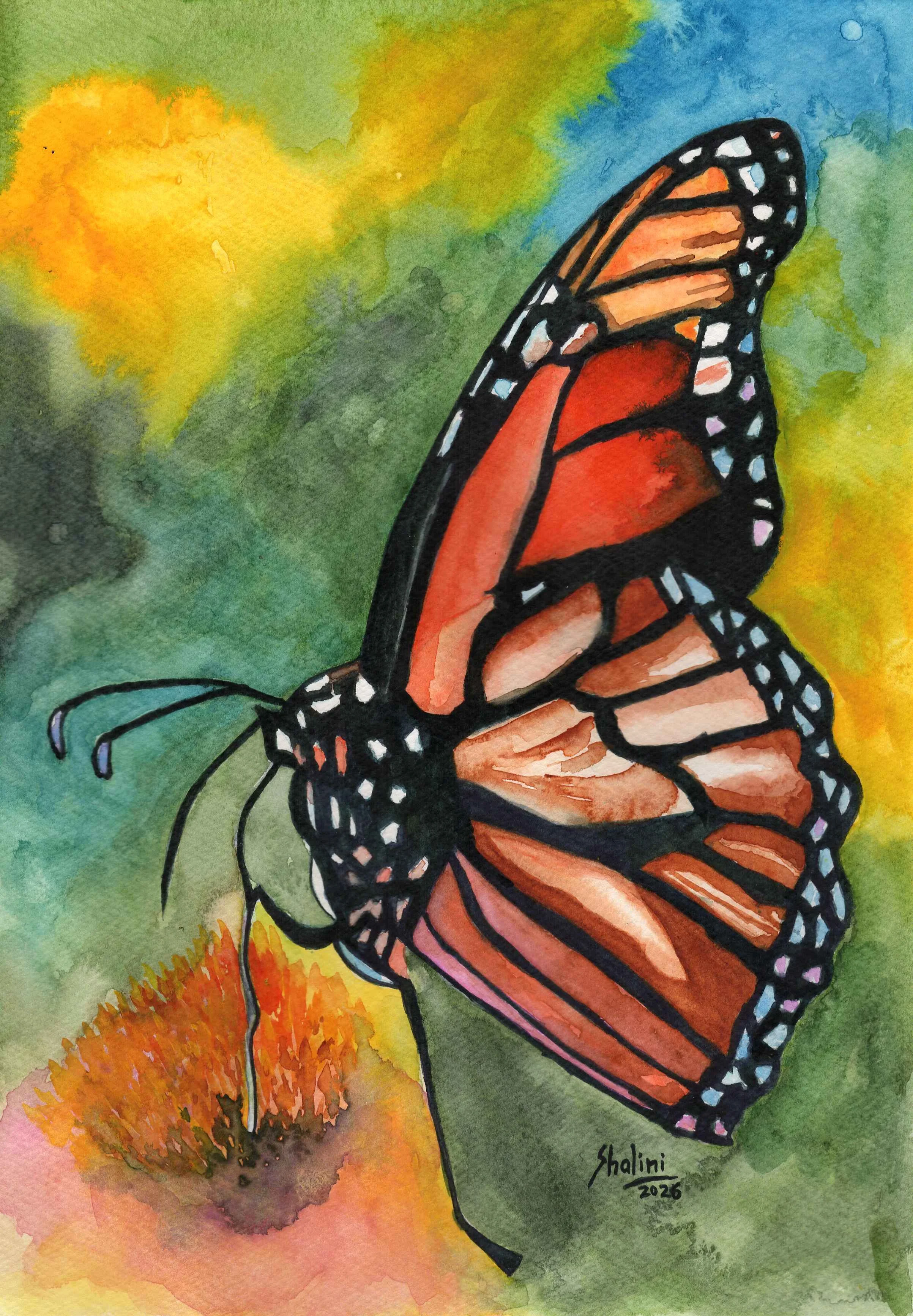 'Monarch', Watercolour on A4 paper