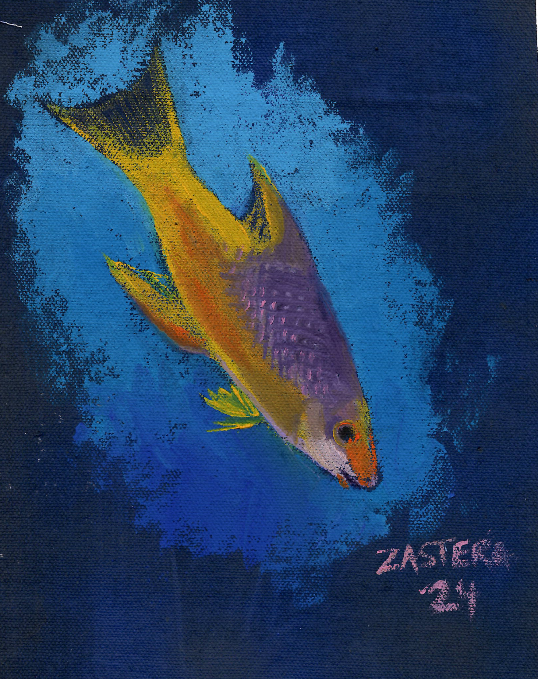 Spanish Hog Fish