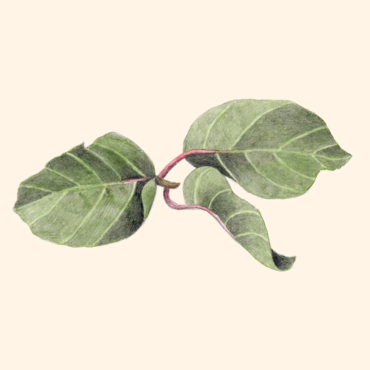 Quince/Love Crumbs by Nadine Ingram