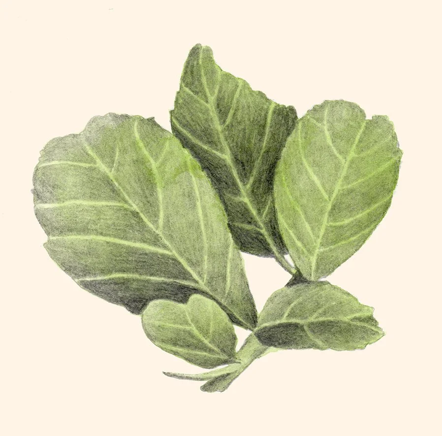 Finger lime/Love Crumbs by Nadine Ingram