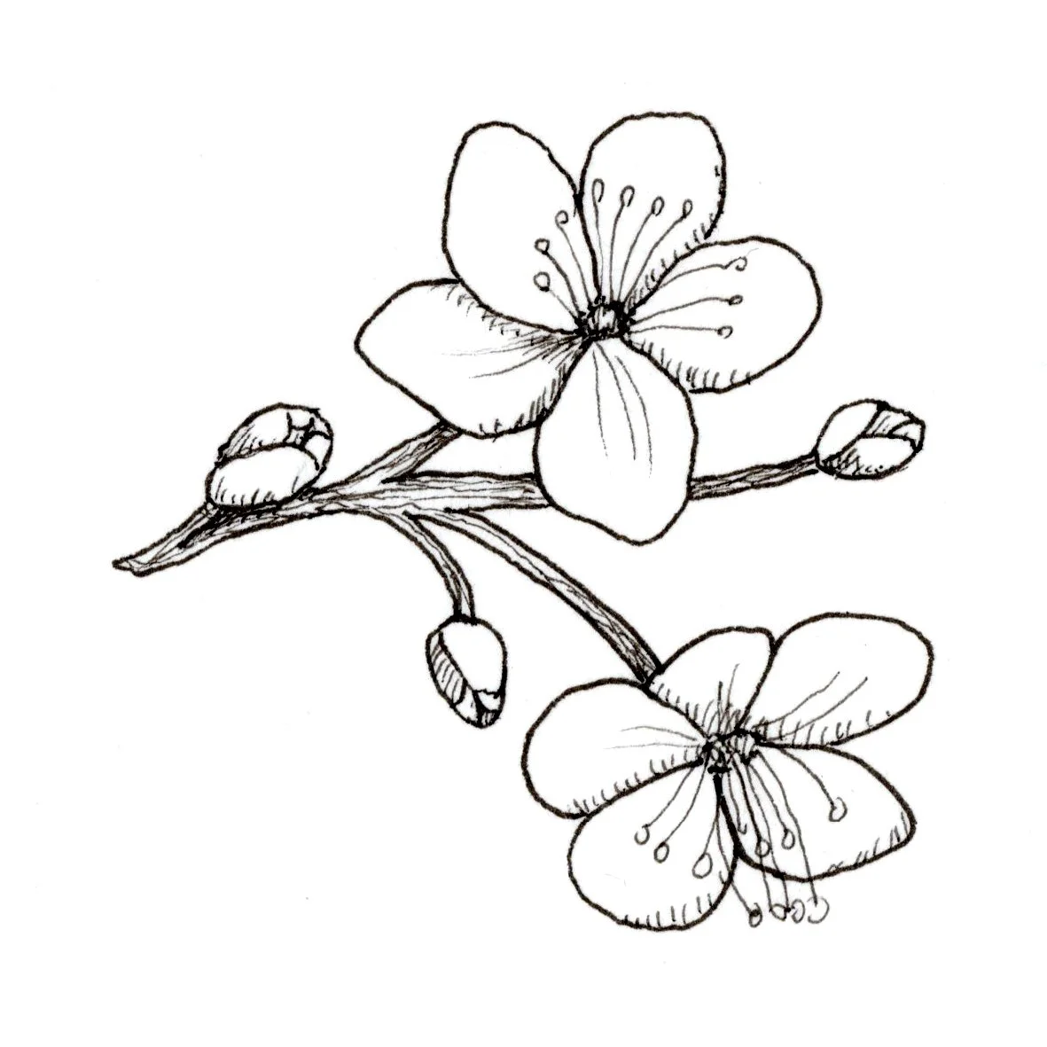 SAKURA dinkus/Love Crumbs 