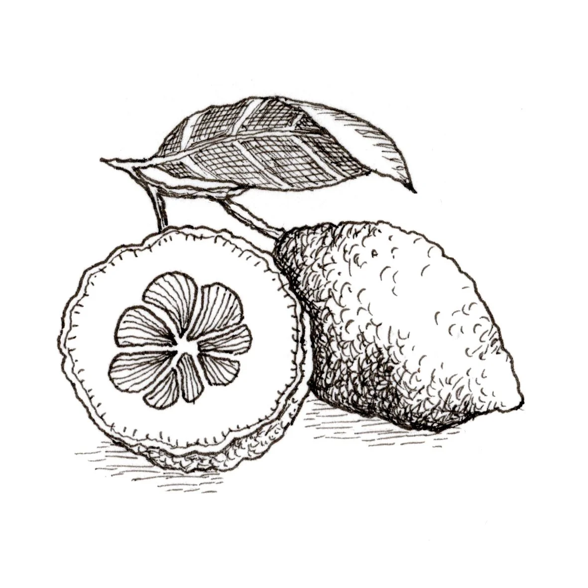 CITRUS MACADAMIA TORTE dinkus/Love Crumbs 