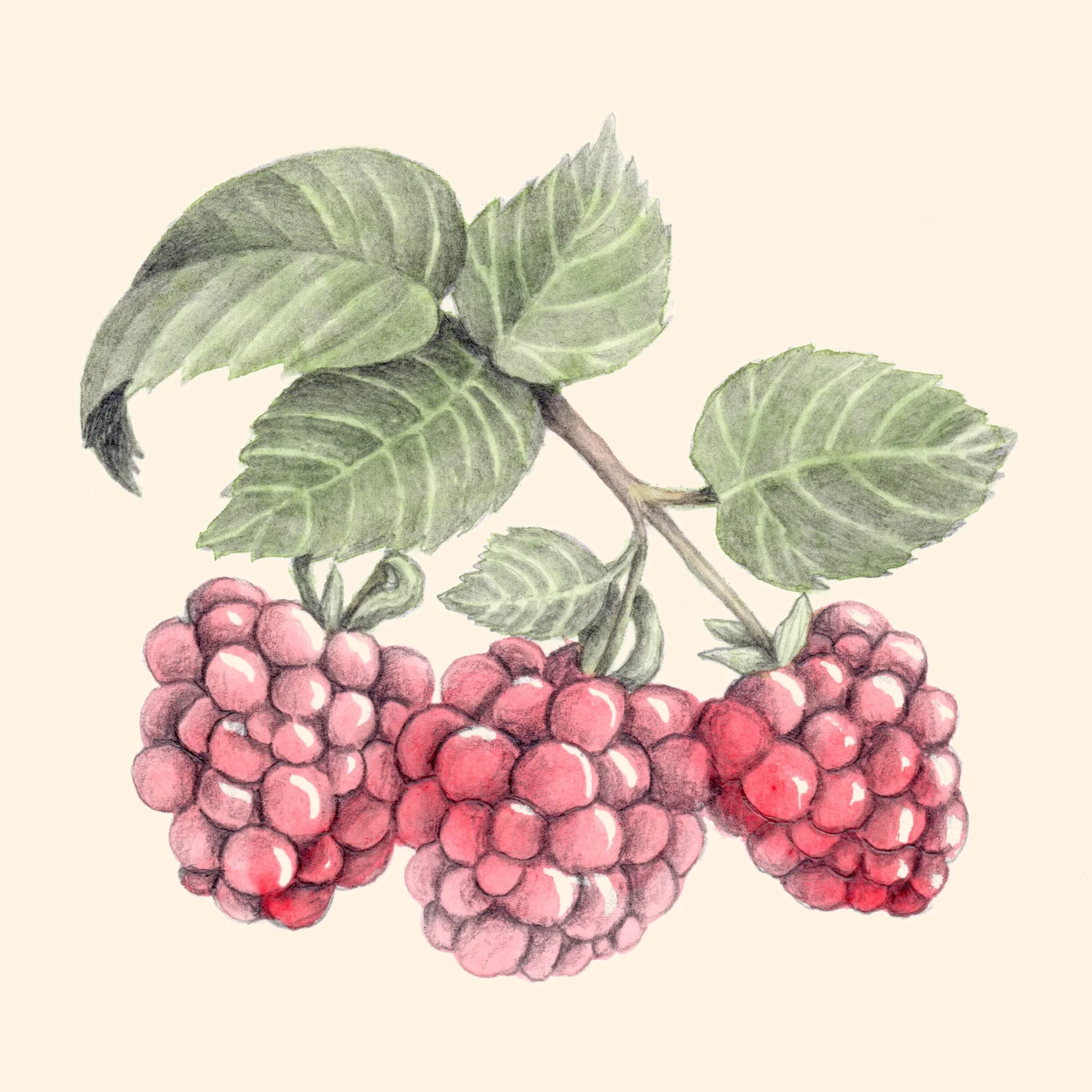 Raspberries/Love Crumbs by Nadine Ingram