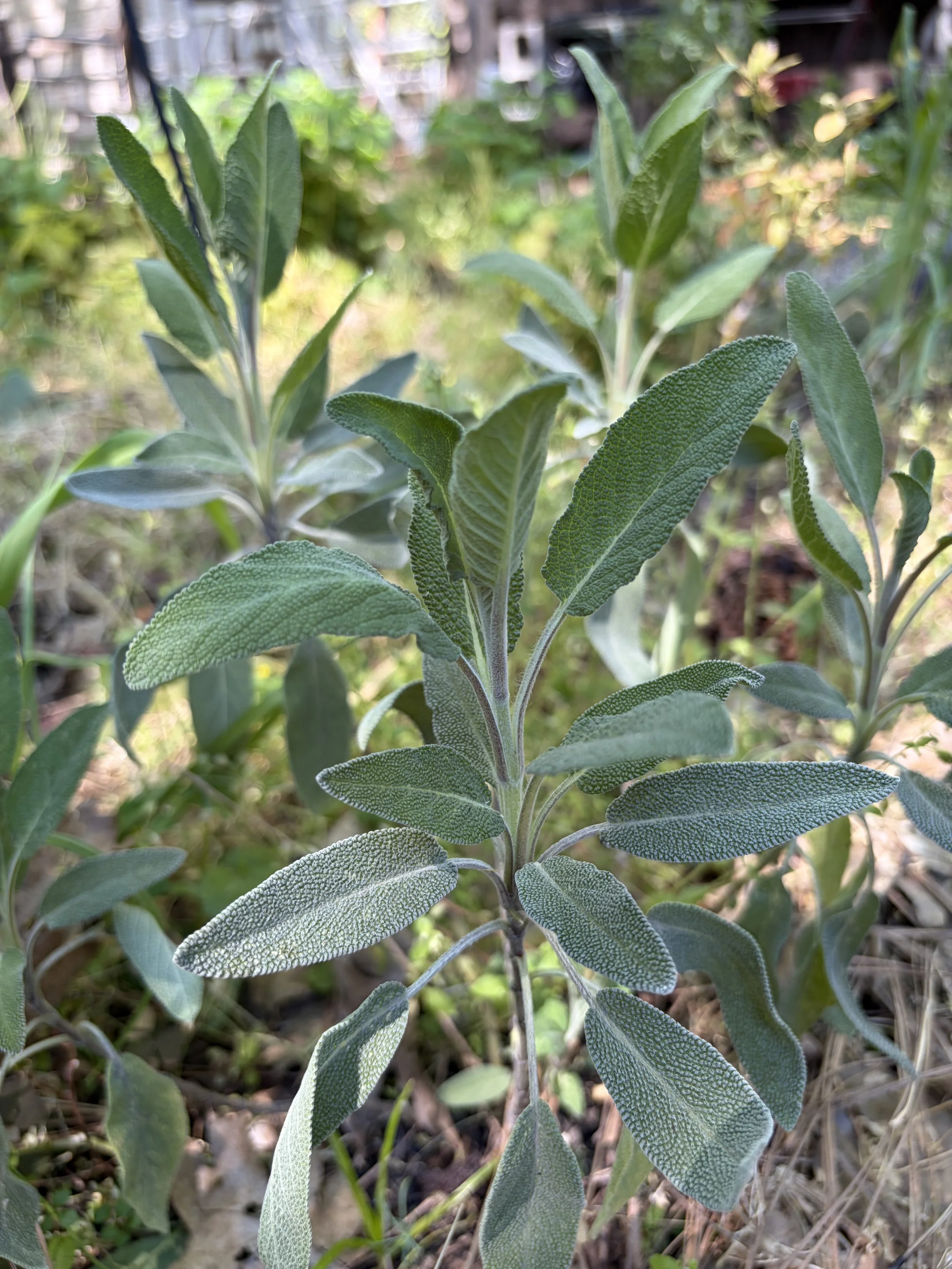 Fresh Sage in garden
