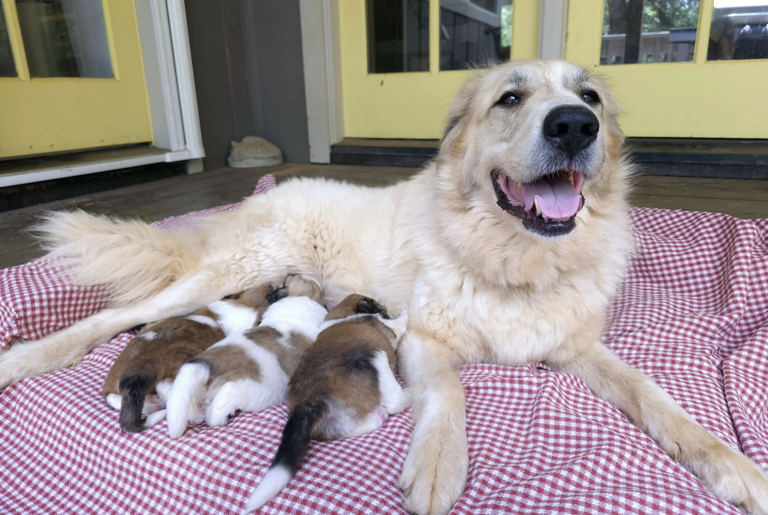 Aspen & all 3 pups 3 weeks old.jpg