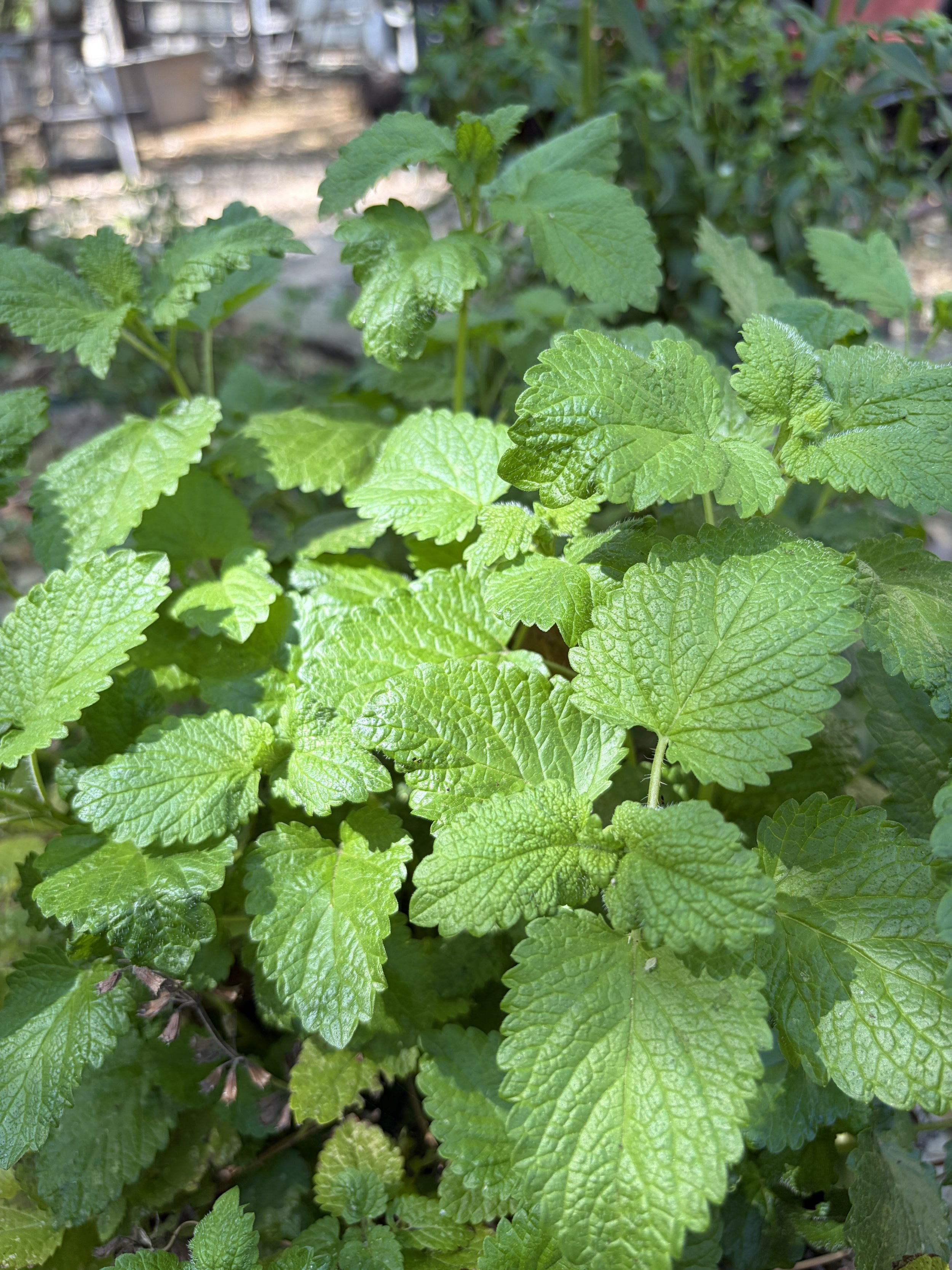 Fresh lemon balm in sunlight