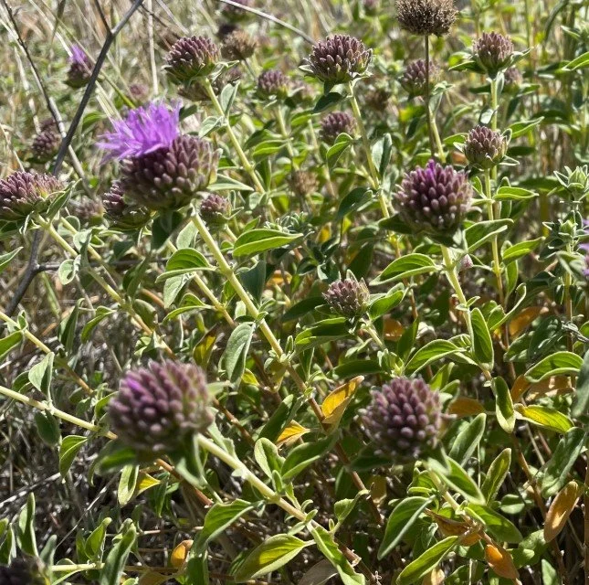 Coyote Mint 2.jpg
