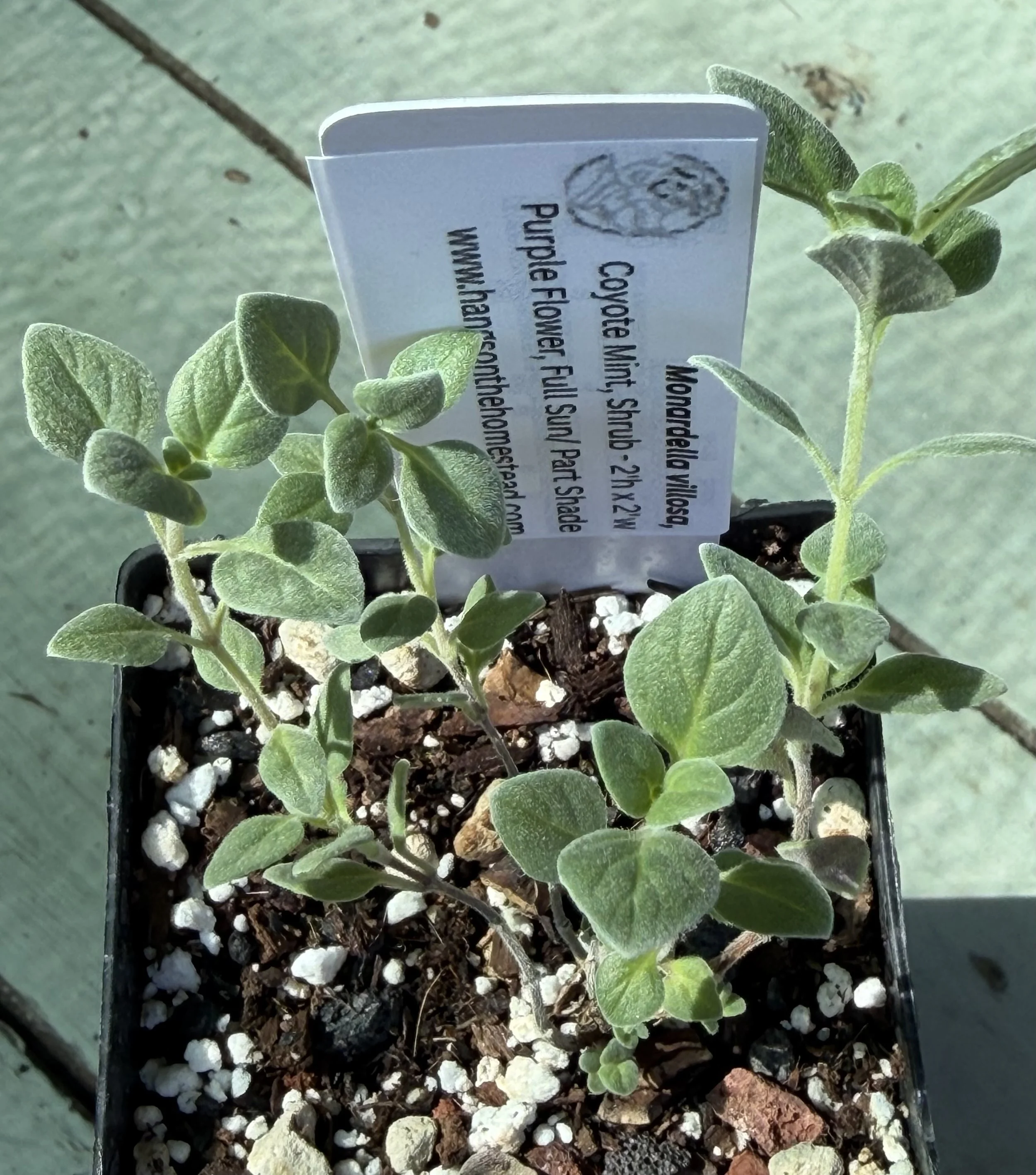 Coyote Mint.jpeg