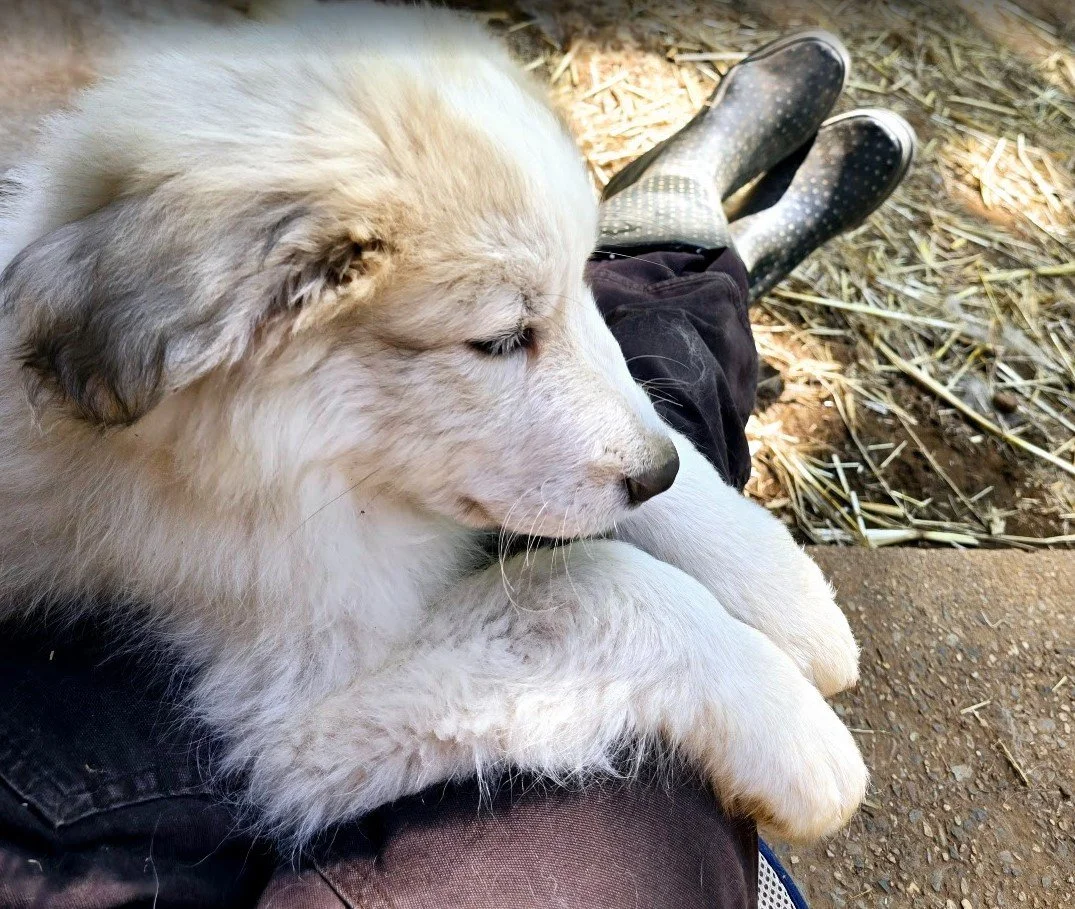 11 weeks old relaxing.jpg