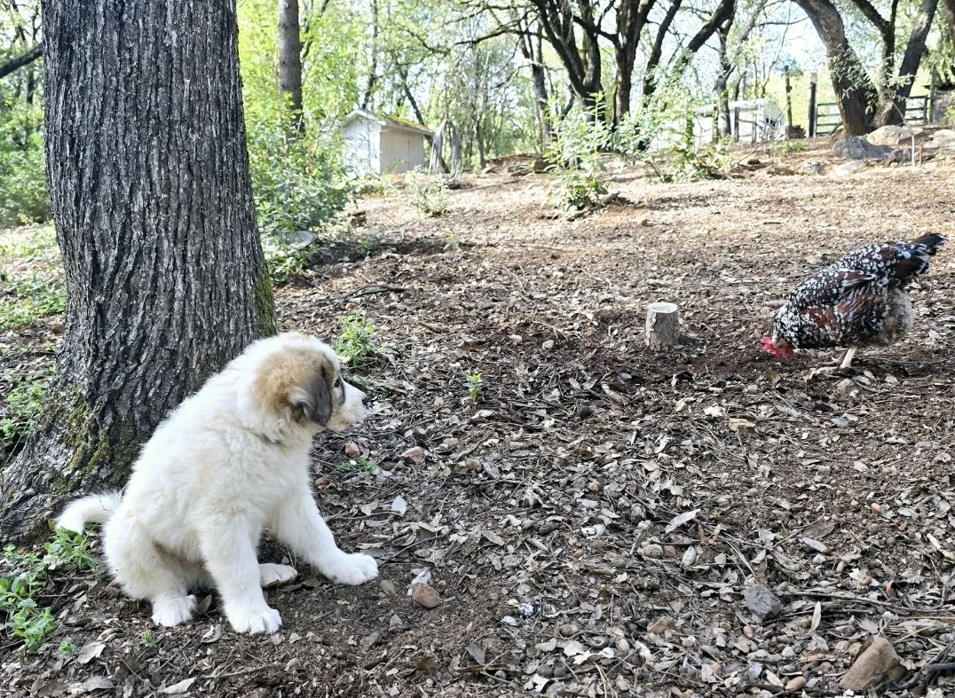 8 weeks chicken.jpg