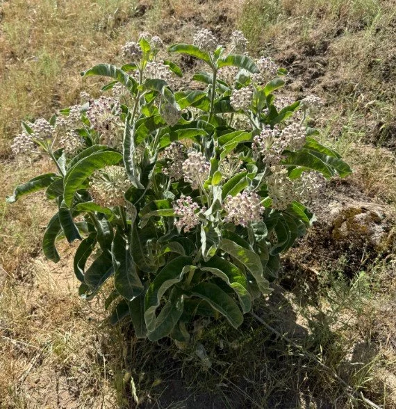 Woollypod Milkweed asclepias eriocarpa California Native Flower Shrub