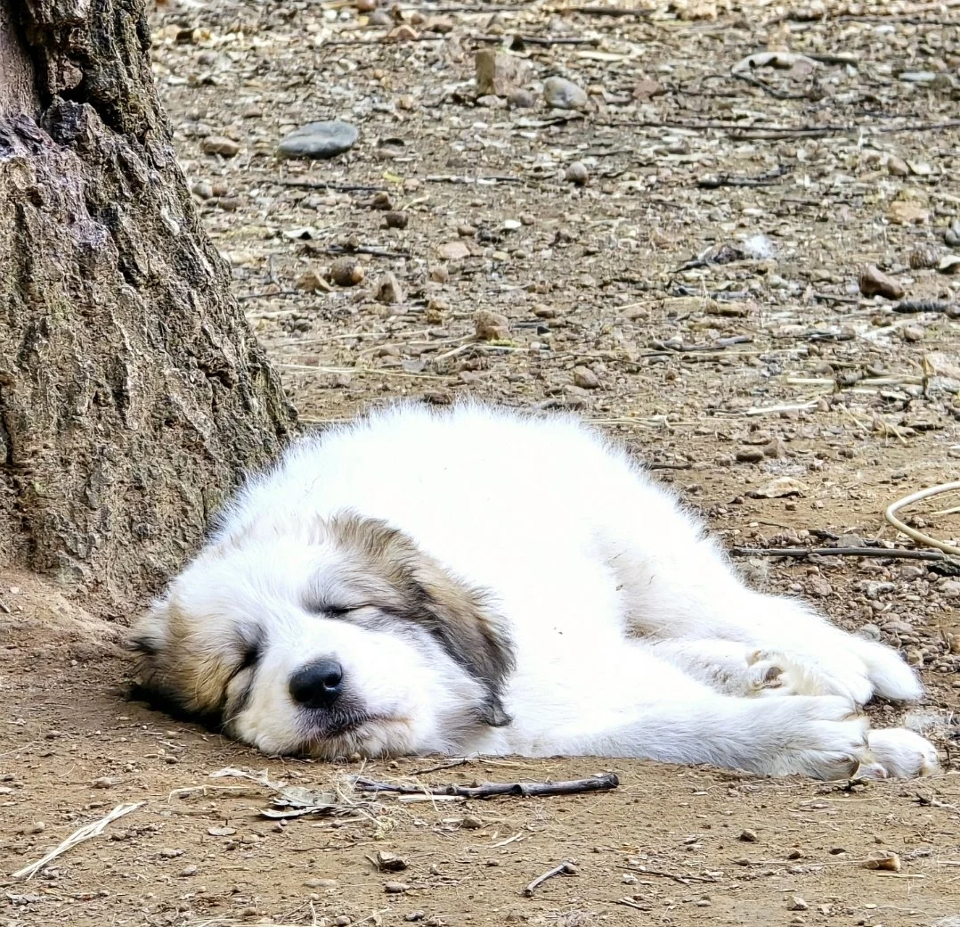 8 weeks nap.jpg