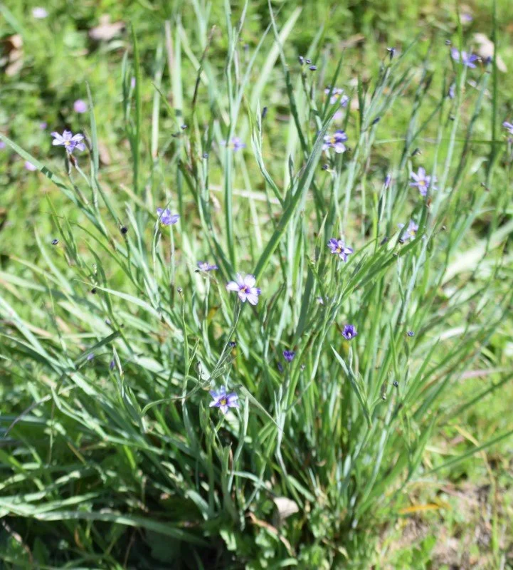 Blue-eyed grass 3.jpg