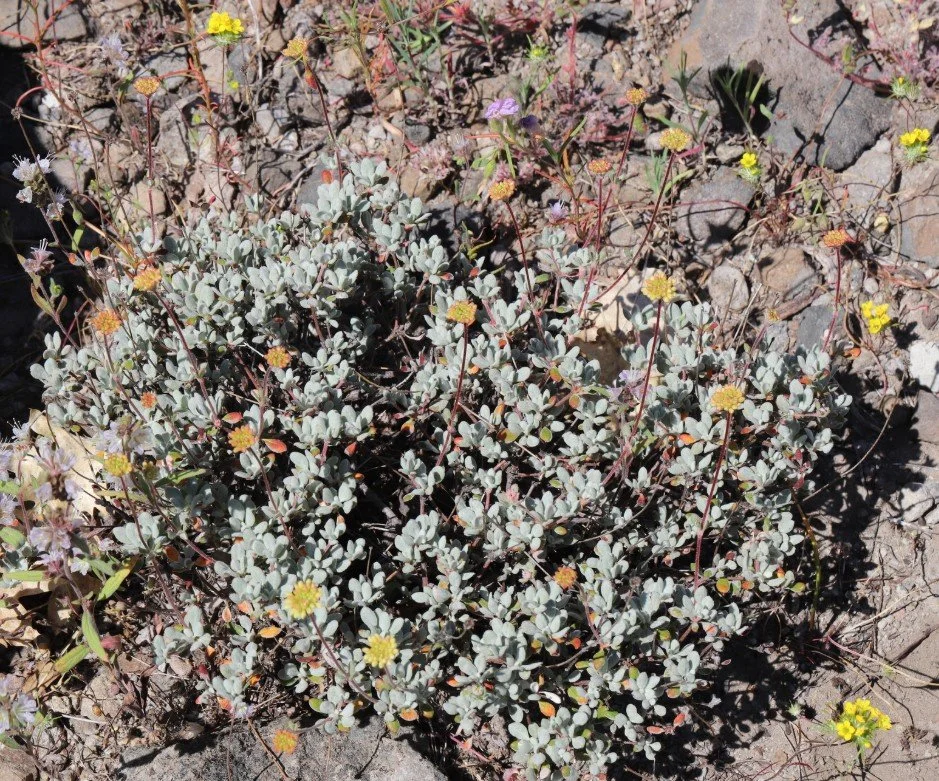 Nevada City Buckwheat Eriogonum prattenianum California native plant yellow flower small shrub