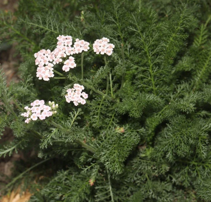 Common Yarrow 3.jpg