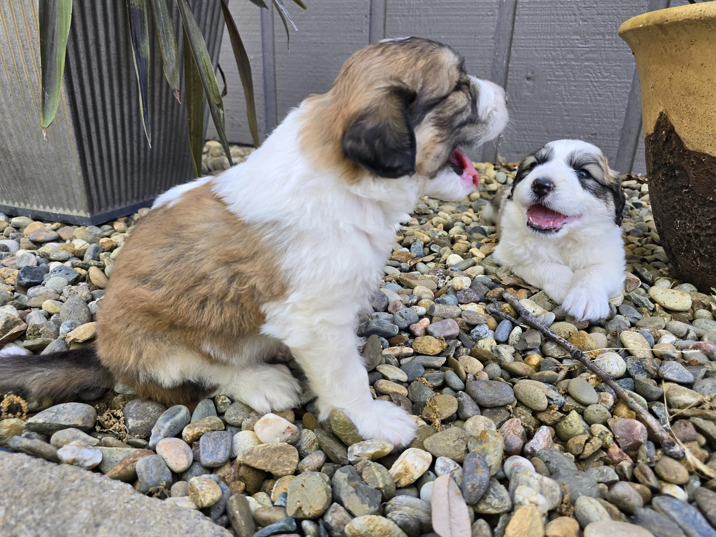 Male & White Female on Rocks.jpg
