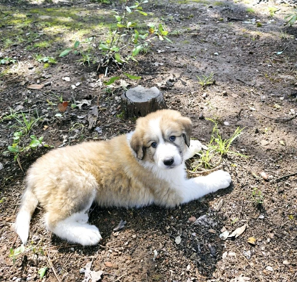 8 weeks yellow.jpg