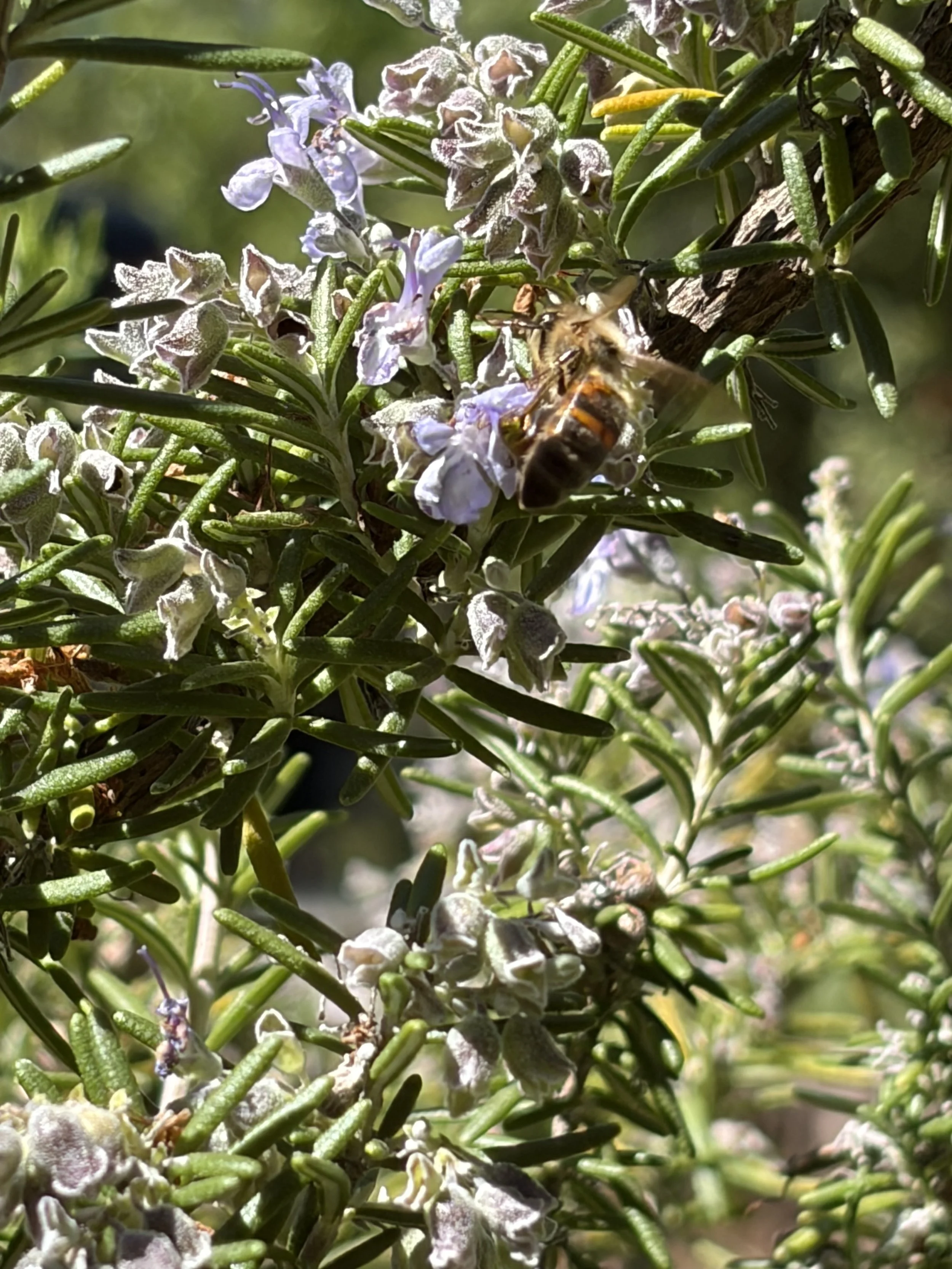 Honeybee pollinating rosemary bloom