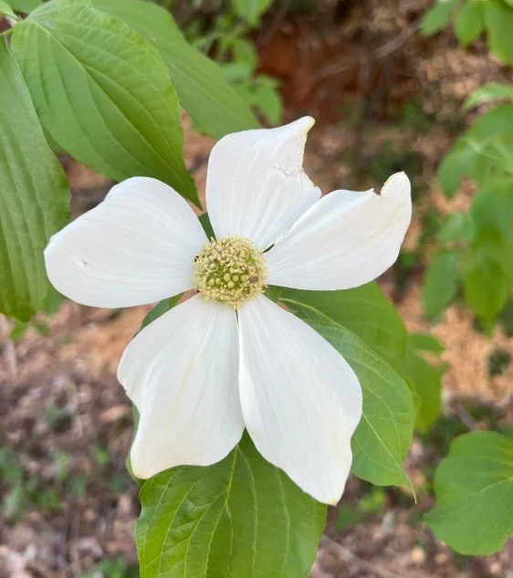 Pacific Dogwood 2.jpg