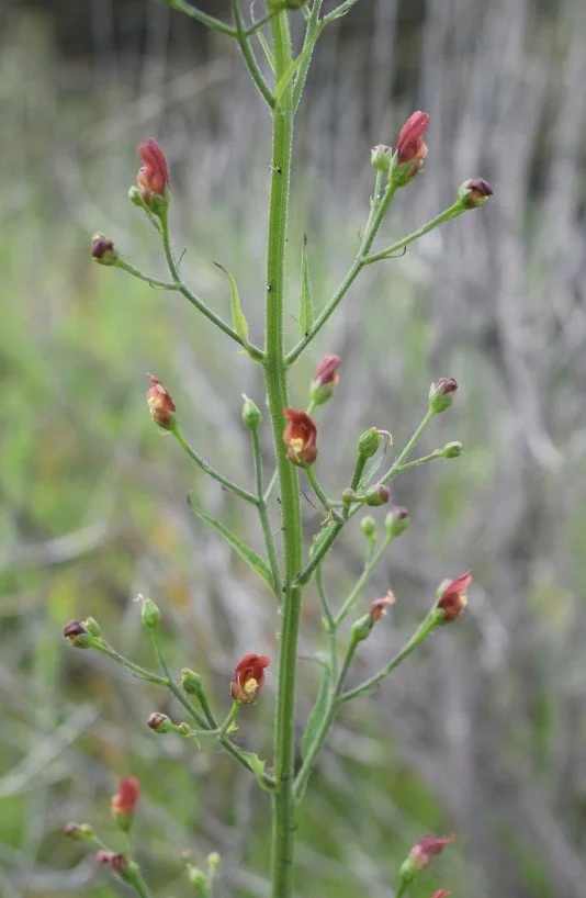 Bee Plant 3.jpg