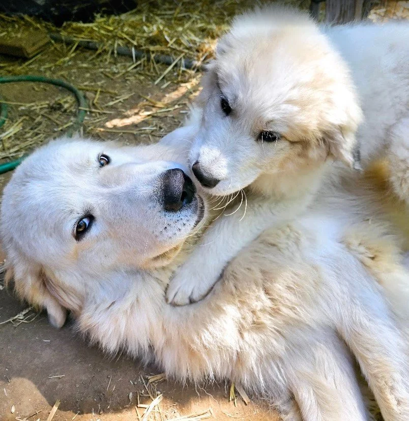 11 weeks old with dad.jpg