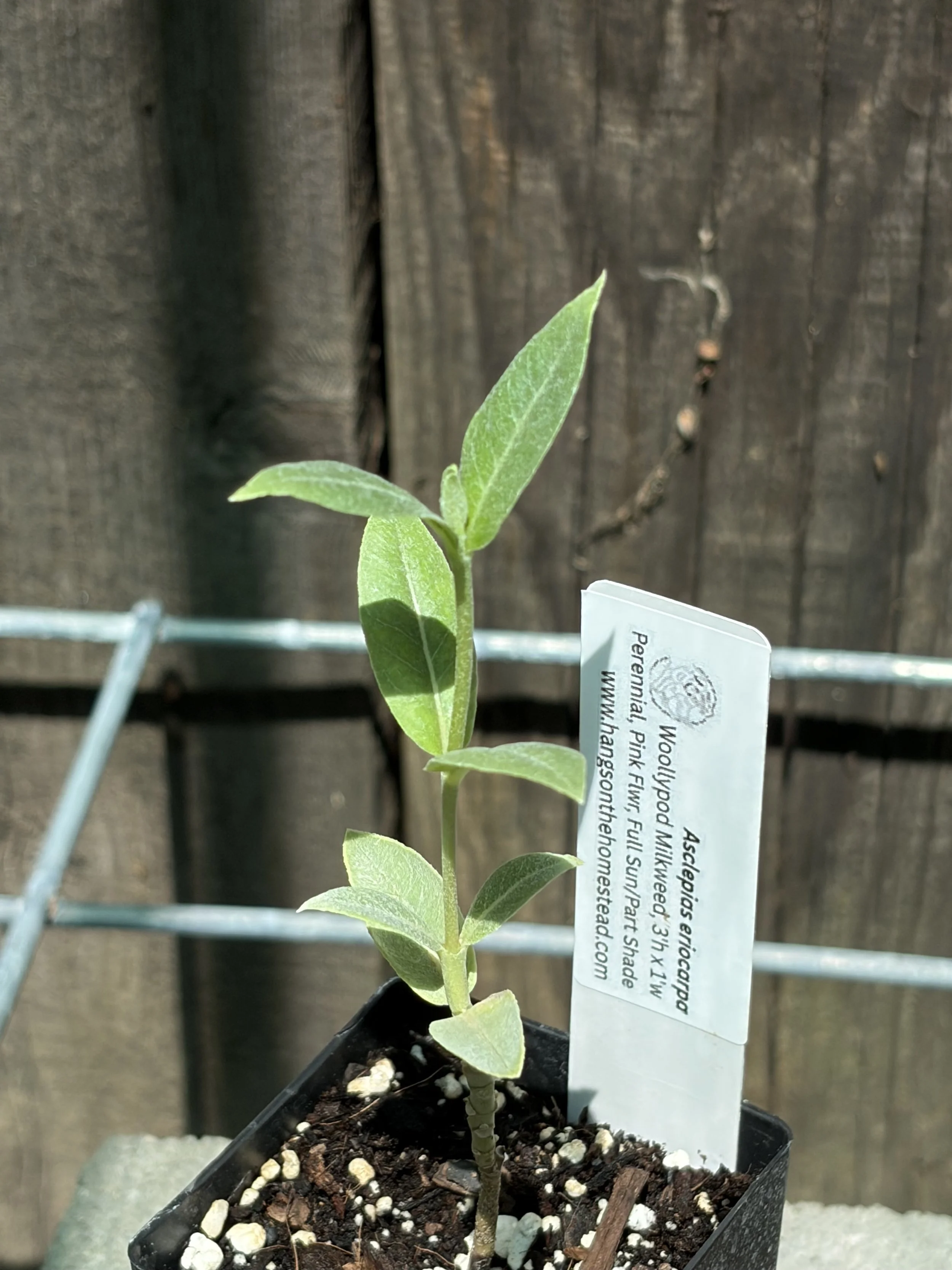 Woollypod Milkweed asclepias eriocarpa California Native Flower Starter plant