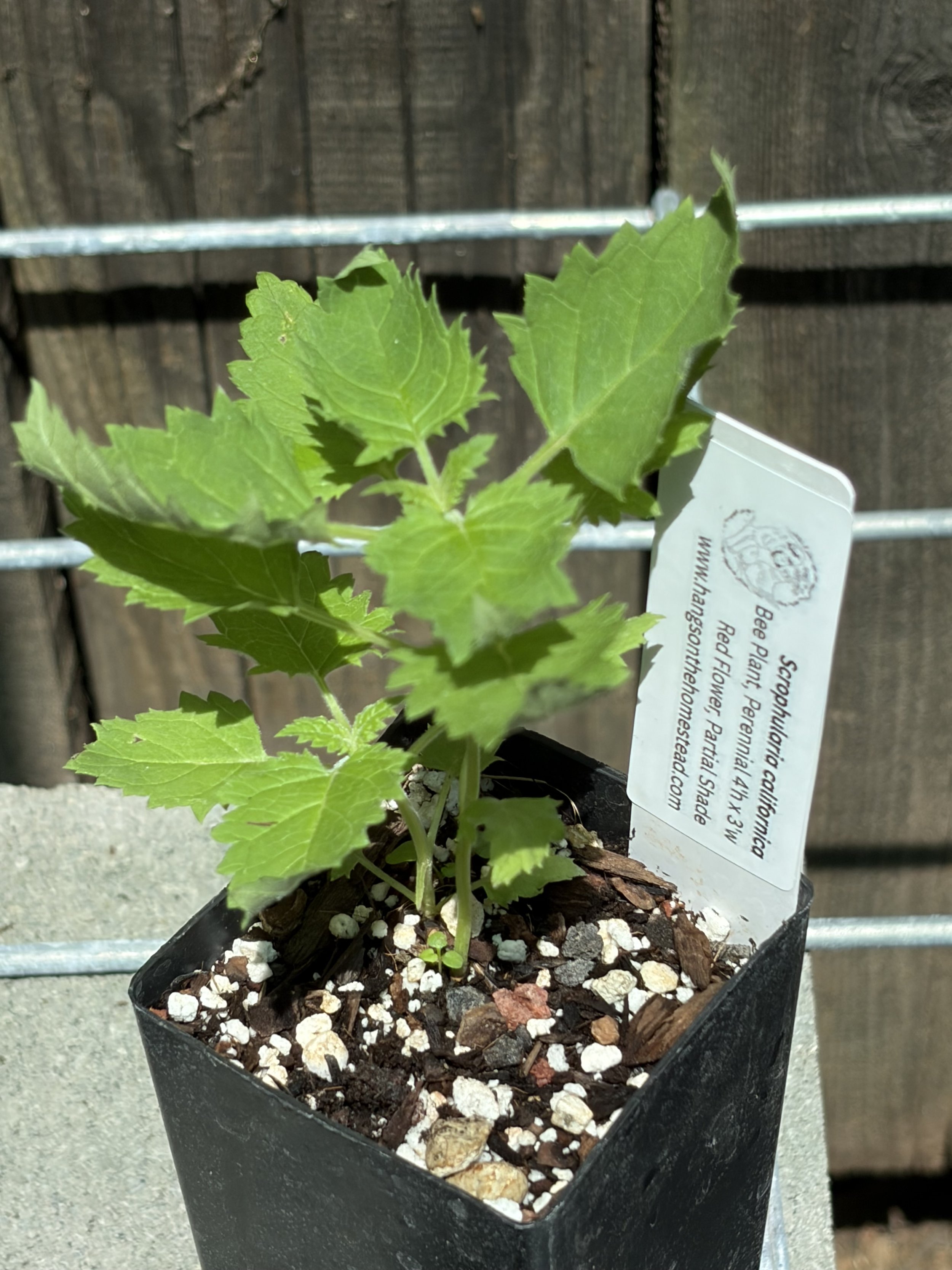 Bee Plant tag.jpeg