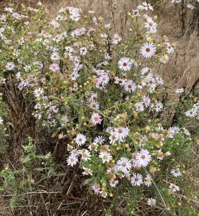 Pacific Aster 2.jpg