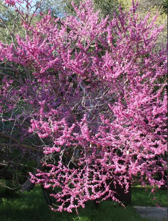 Western Redbud 1.jpg