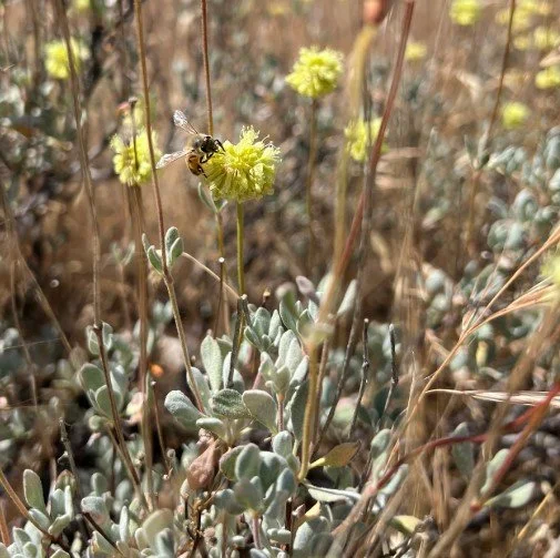 Nevada City Buckwheat Eriogonum prattenianum California native plant yellow flower with native bee