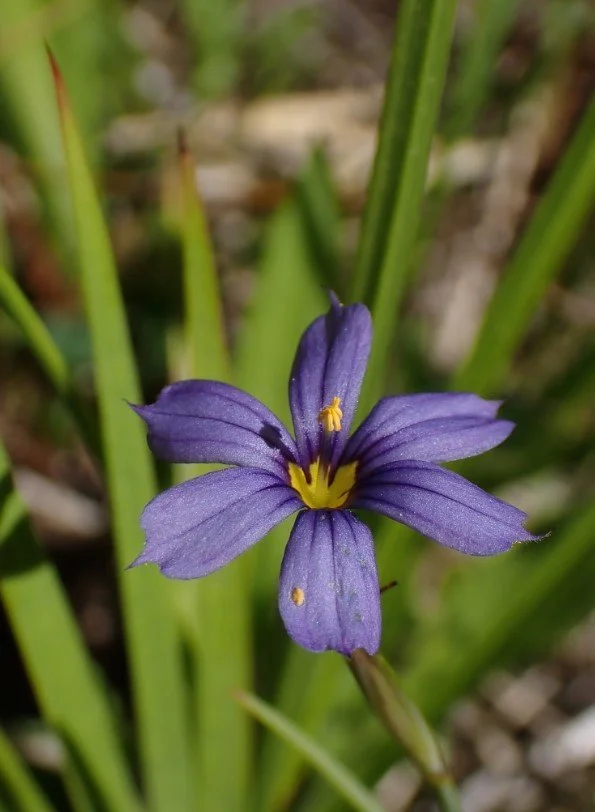 Blue-eyed grass 1.jpg