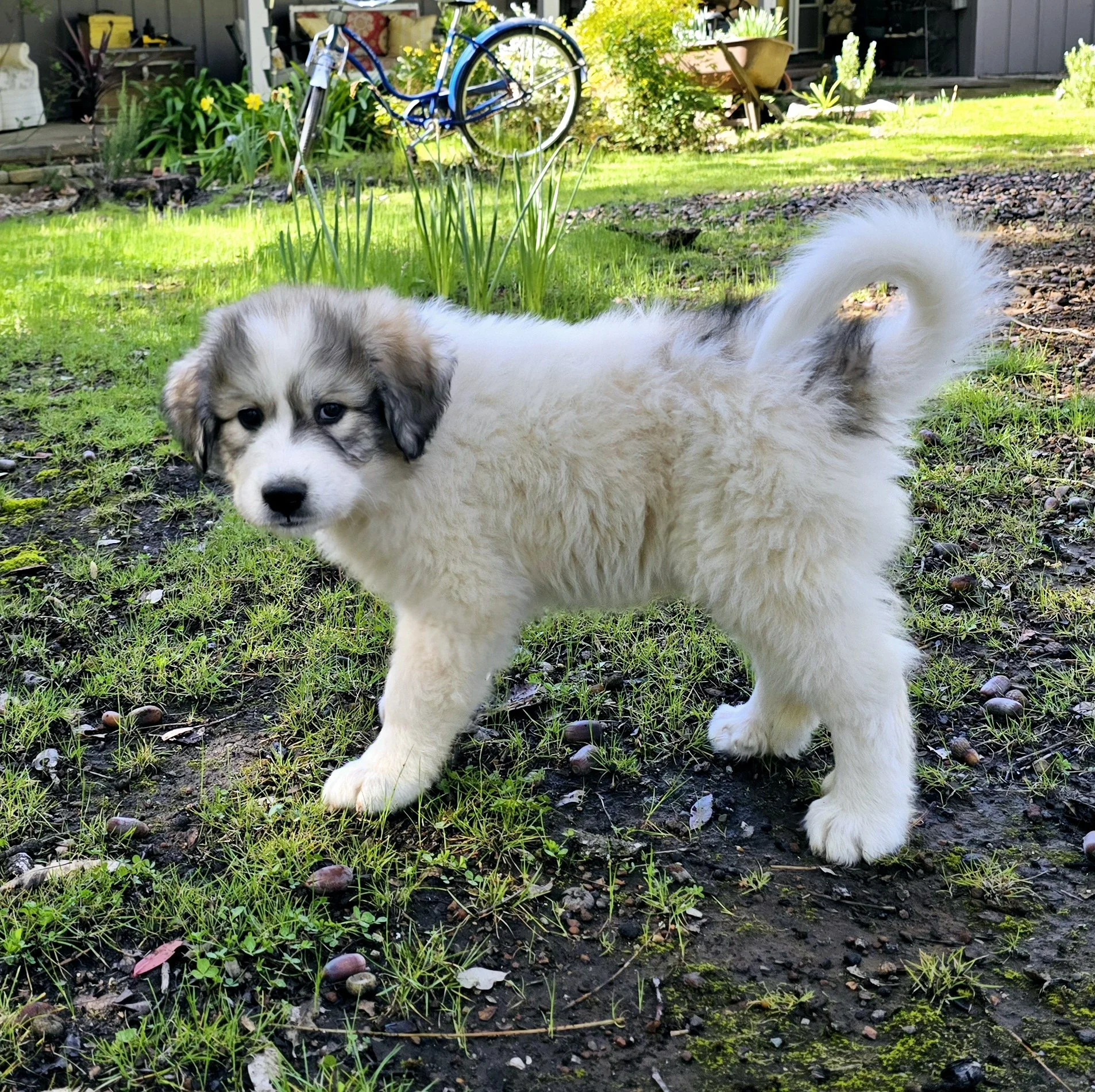 Purple boy 8 weeks 2.jpg