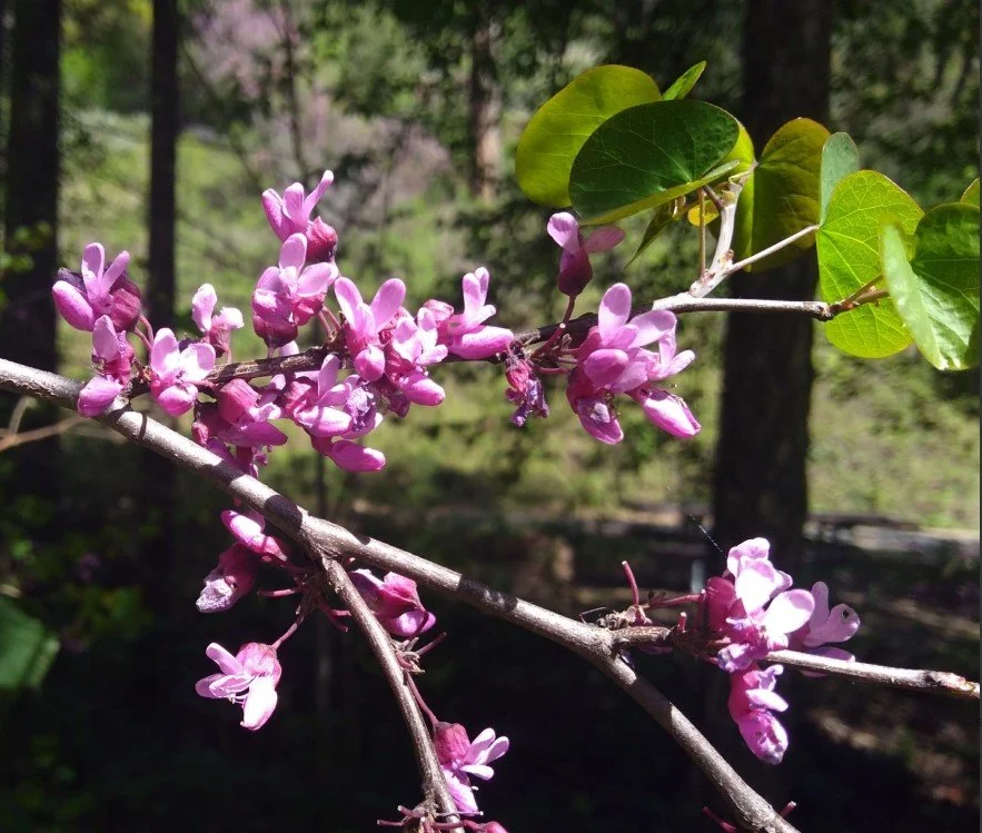 Western Redbud ~ Cercis occidentalis