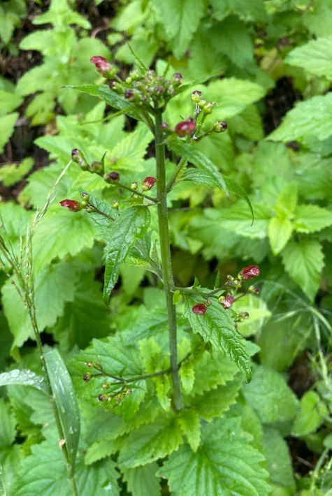Bee Plant ~ Scrophularia californica